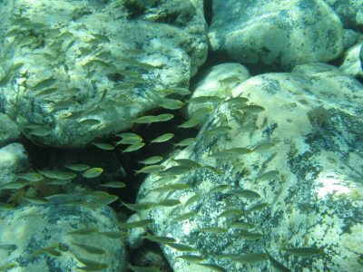 Identificazione salpe e bavosa